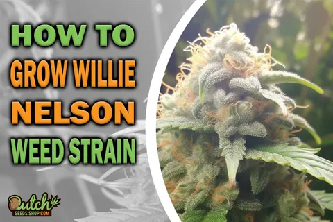 How to Grow Willie Nelson Strain