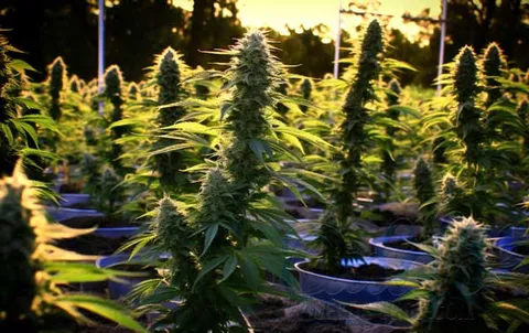 Puppy Breath Outdoor Growing