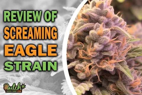 Screaming Eagle Marijuana Strain Information and Review