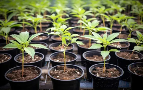 Selecting and Preparing Soil