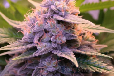 Flowering Time and Yield of Forbidden Fruit Seeds
