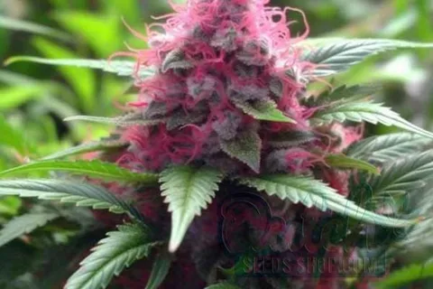 Flowering Time and Yield of Pink Plant Seeds