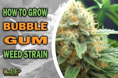 How to Grow Bubble Gum Strain