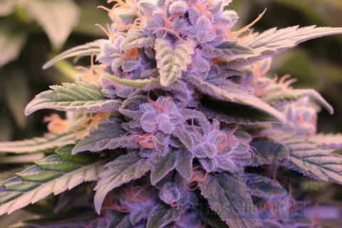 Is Forbidden Fruit Indica or Sativa
