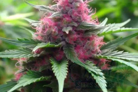 Is Pink Plant Indica or Sativa