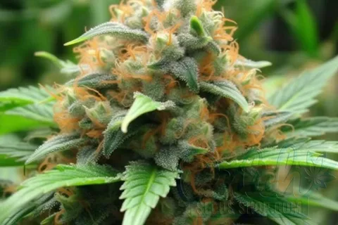 Is Sweet Tooth x Gorilla Glue Indica or Sativa