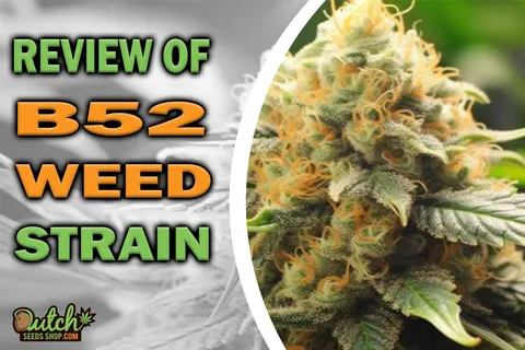B52 Marijuana Strain Information and Review