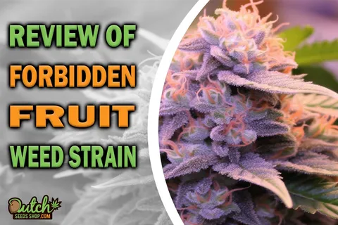 Forbidden Fruit Marijuana Strain Information and Review