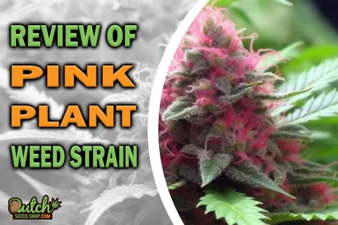 Pink Plant Marijuana Strain Information and Review