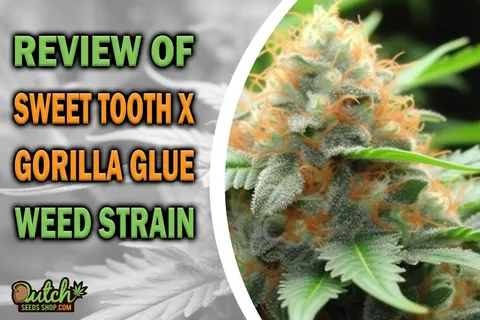 Sweet Tooth x Gorilla Glue Marijuana Strain Information and Review