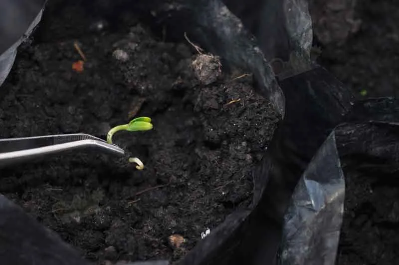 Germination Guide Planting Autoflower Seeds Directly In Soil