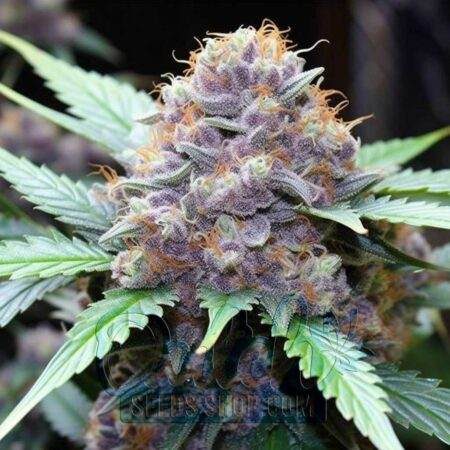 Ice Cream Cake Feminized Seeds