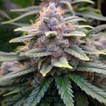 Peanut Butter Breath Feminized Seeds