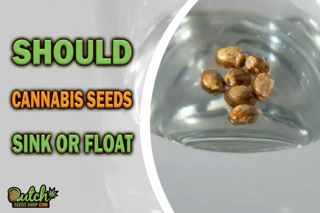 Are Marijuana Seeds Good When They Float in Water? DSS