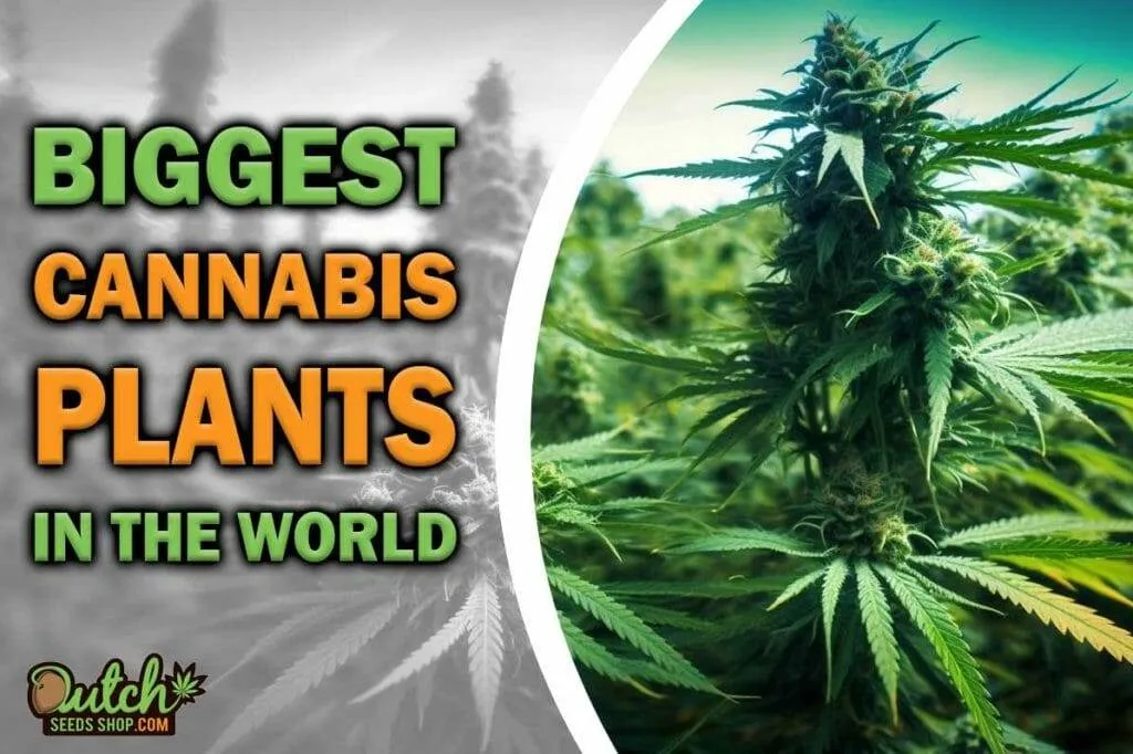 biggest-weed-plants-in-the-world-ever-dss