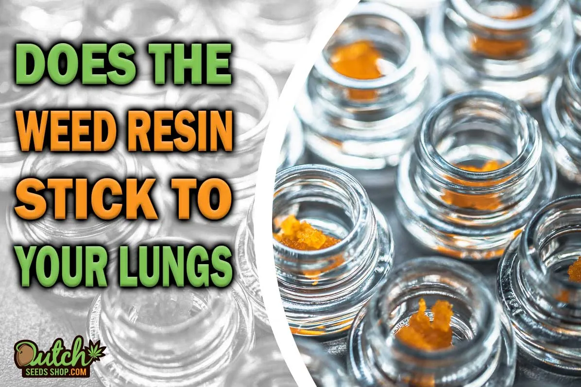 Does Weed Resin Stick to Your Lungs? DSS