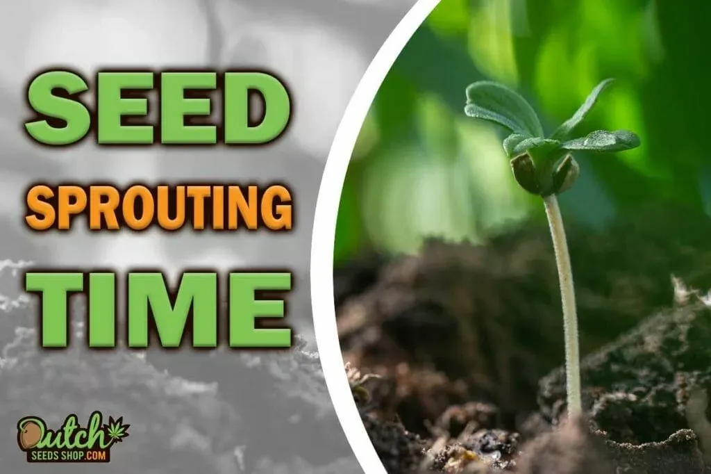 How Long After Planting Germinated Seeds Do They Sprout