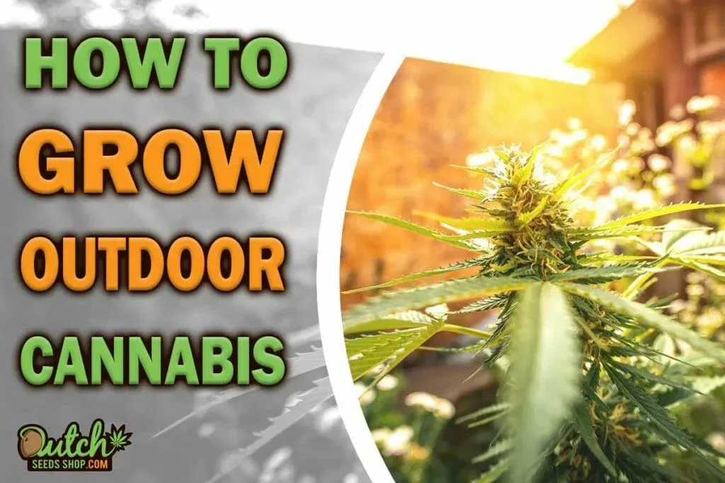 How to grow marijuana outside