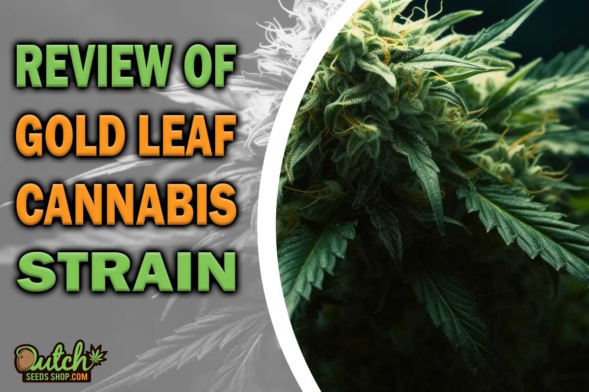 Gold Leaf Marijuana Strain Information and Review DSS