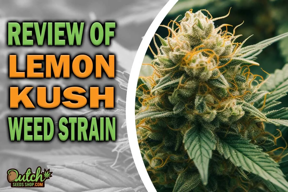 Lemon Kush Marijuana Strain Information and Review DSS