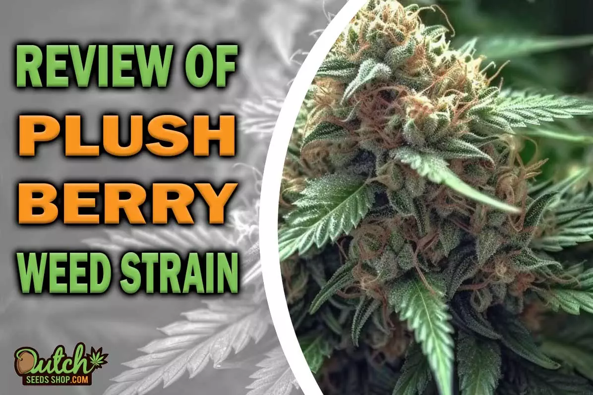 Plush Berry Marijuana Strain Information and Review - DSS