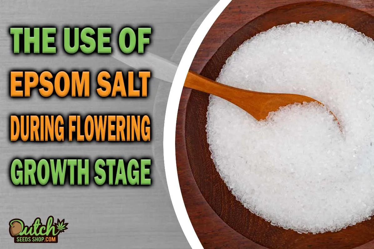 Using Epsom Salt During the Flowering Stage DSS