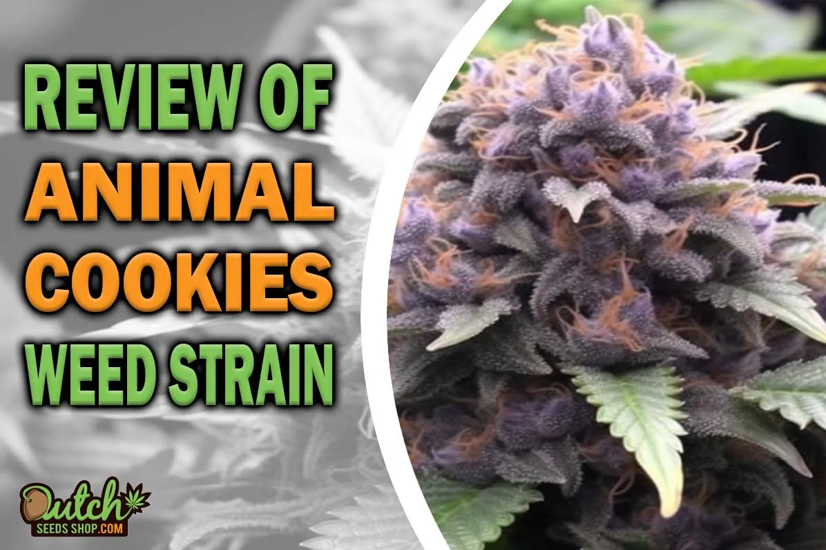 Animal Cookies Marijuana Strain Information and Review DSS